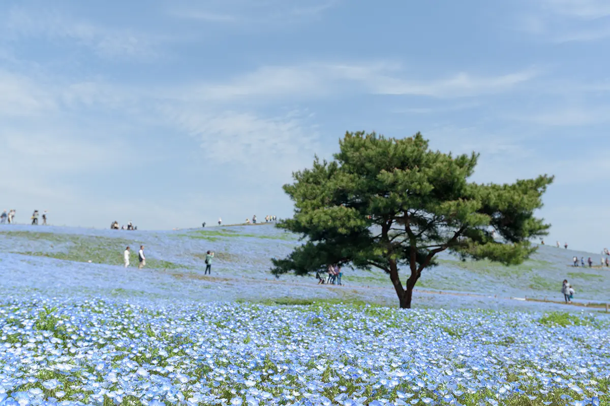 Hitachi Seaside Park iStock