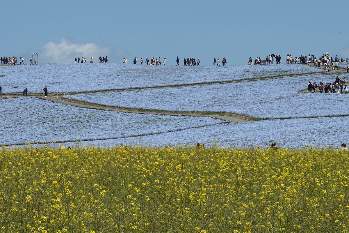 Hitachi Seaside Park