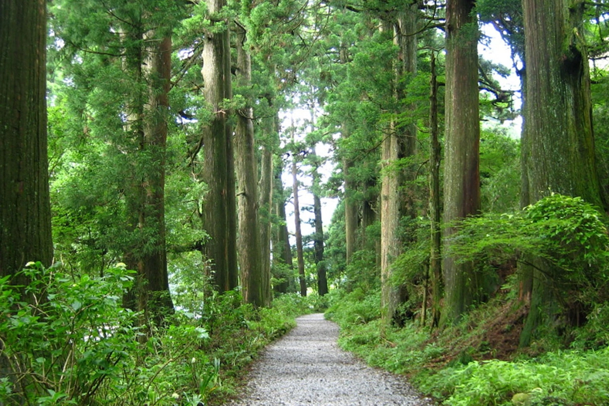 Ancient Cedar Avenue